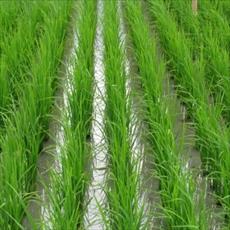 تعیین بهترین تراکم و تعداد نشاء و اثرات متقابل آن با مقادیر نیتروژن در کشت برنج
